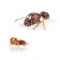 Preview: Acanthomyrmex thailandensis